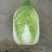 大白菜种子