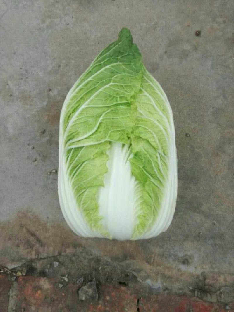大白菜种子