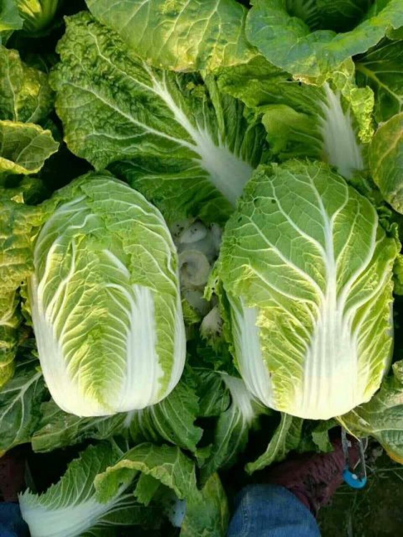 大白菜种子