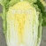 大白菜种子