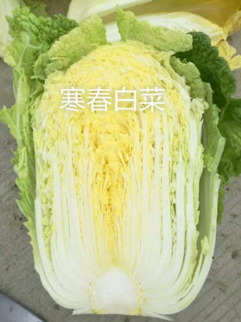 大白菜种子