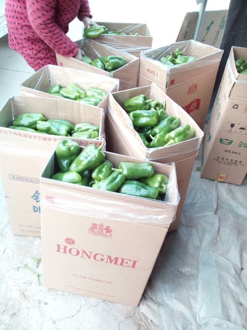 圆椒车可进场新上市太空椒量大质优