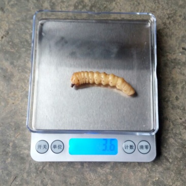 斗米虫