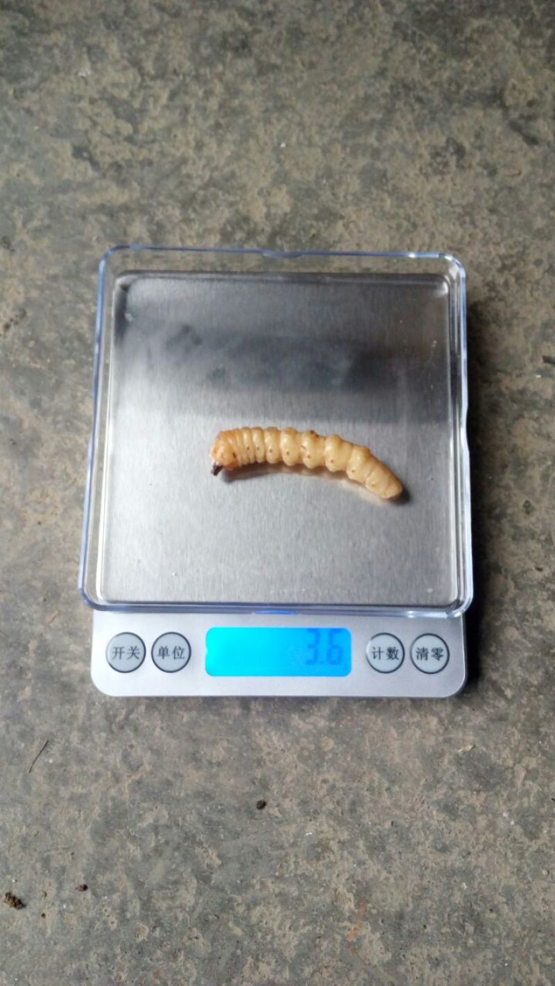 斗米虫
