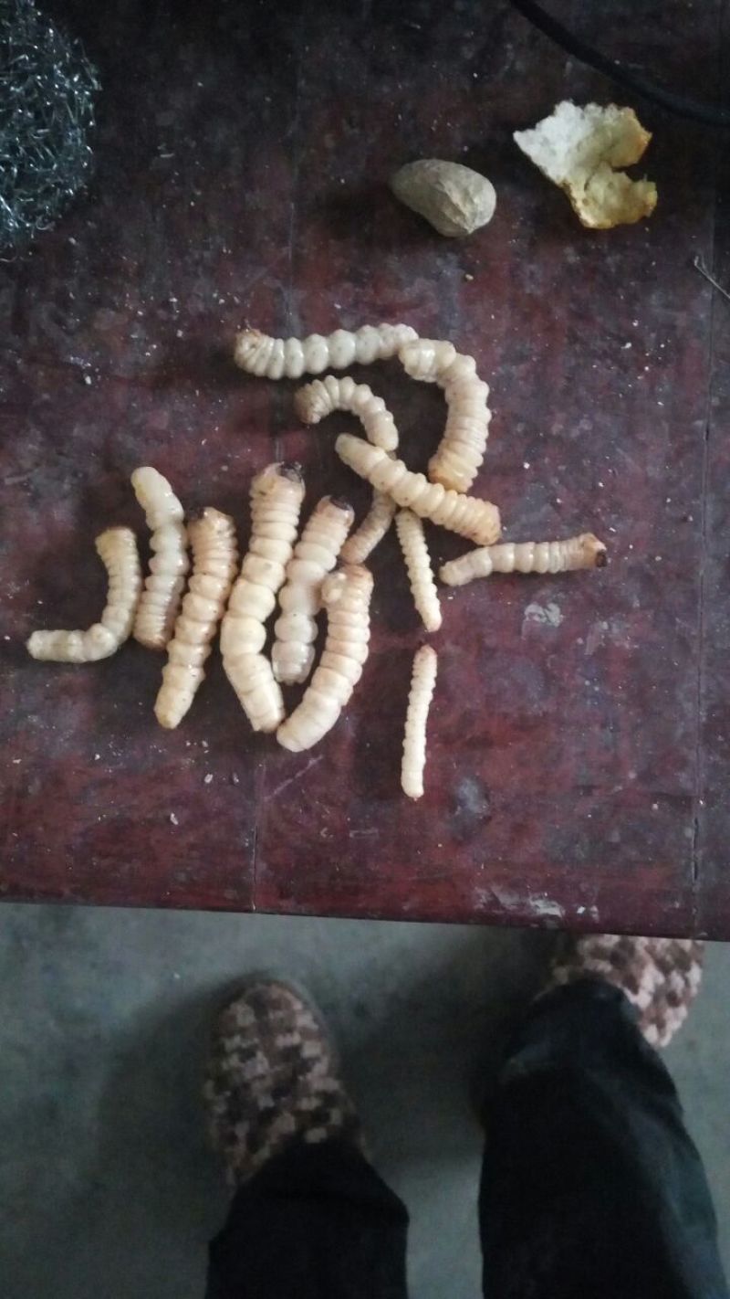 斗米虫