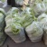 白菜4~6斤净菜精品产地直供