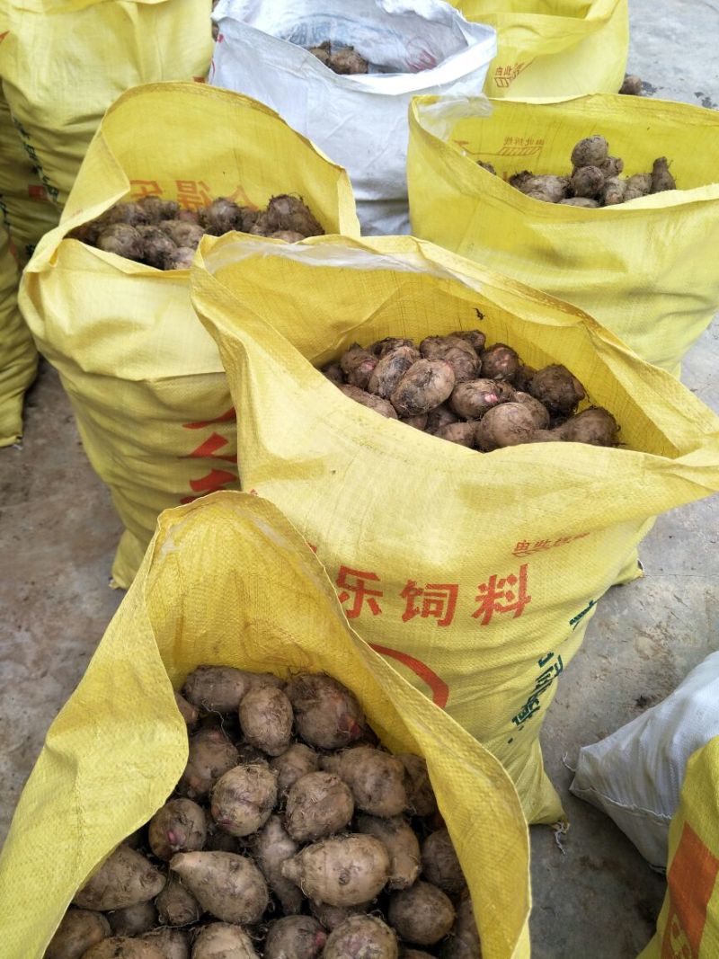 【推荐】精品红芽芋，产自高山红土，，口感香糯，价廉物美