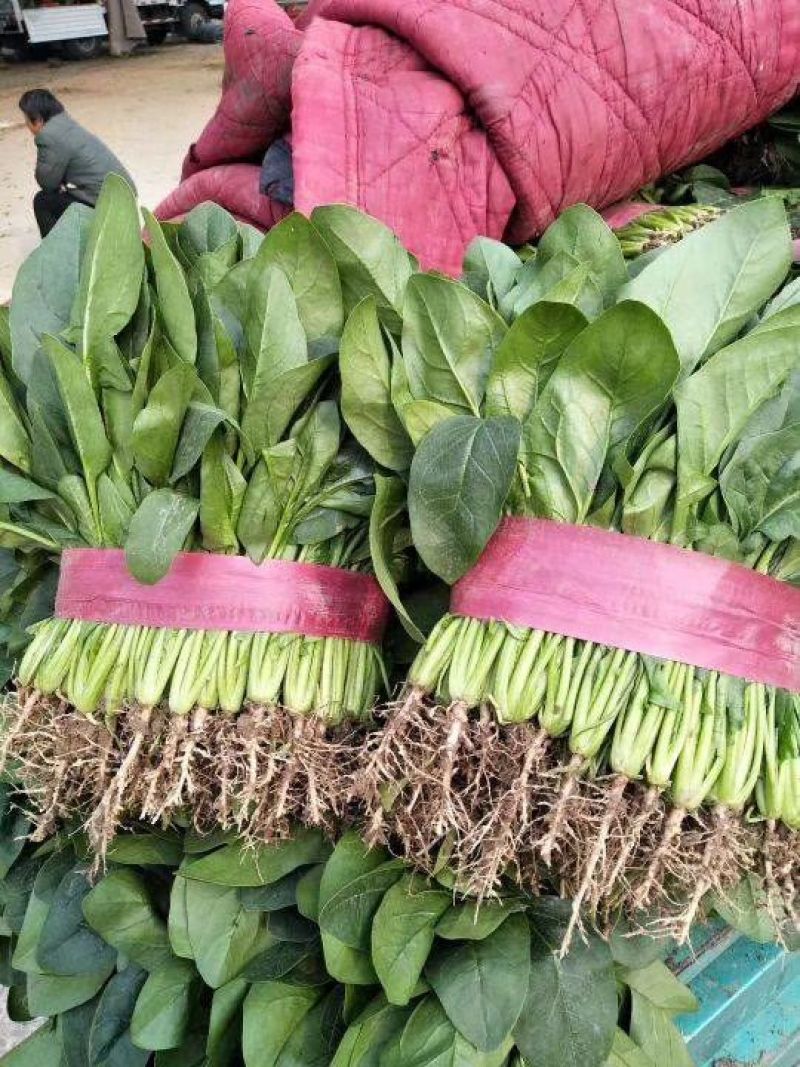 越冬菠菜20~25厘米