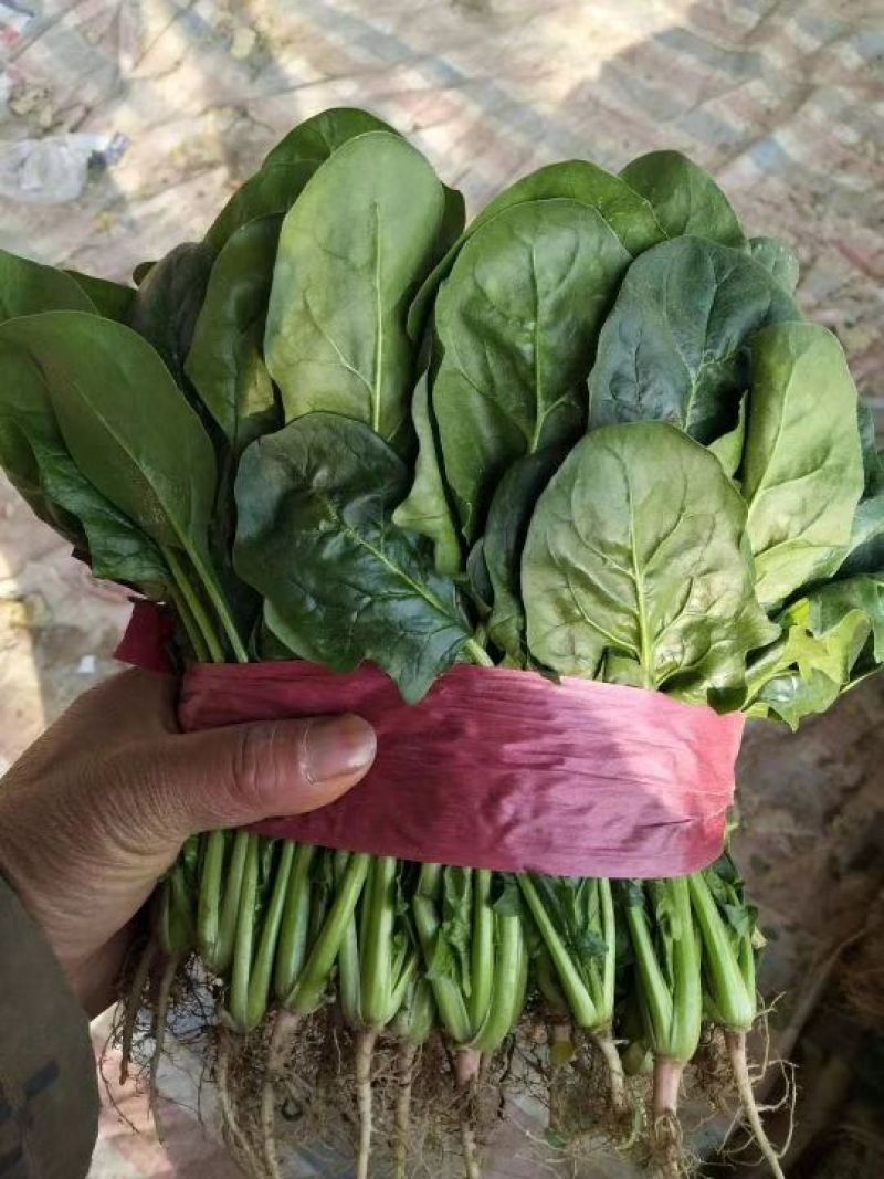 越冬菠菜20~25厘米