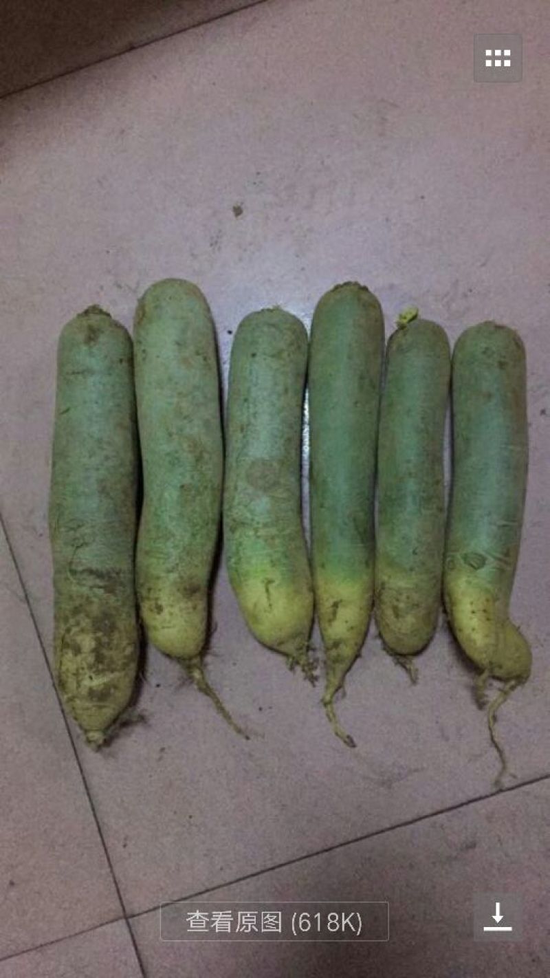 青萝卜1~1.5斤起