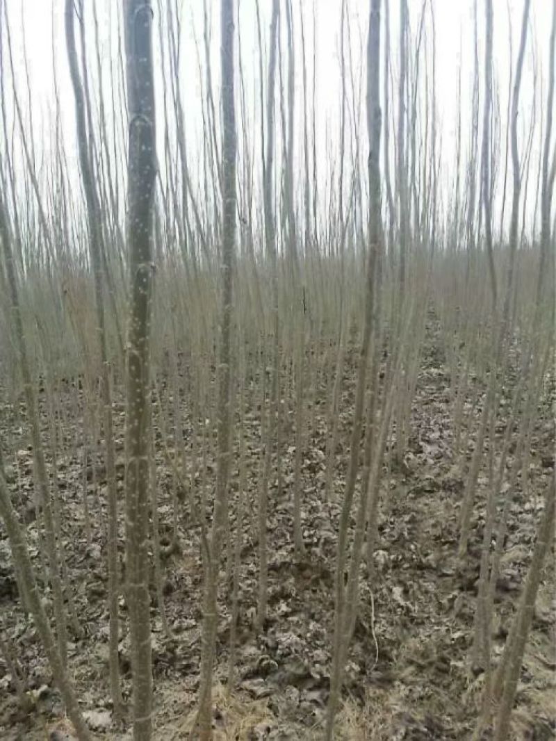 速生无絮杨树苗五年成材成活率高量大从优