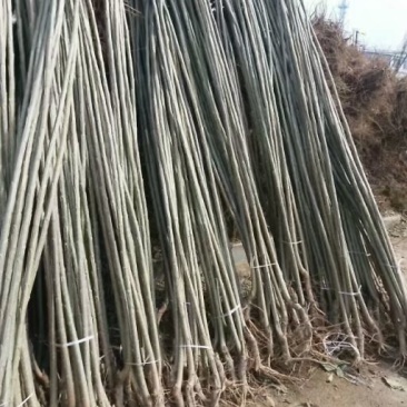 107杨树苗大量供应规格齐全价格优惠