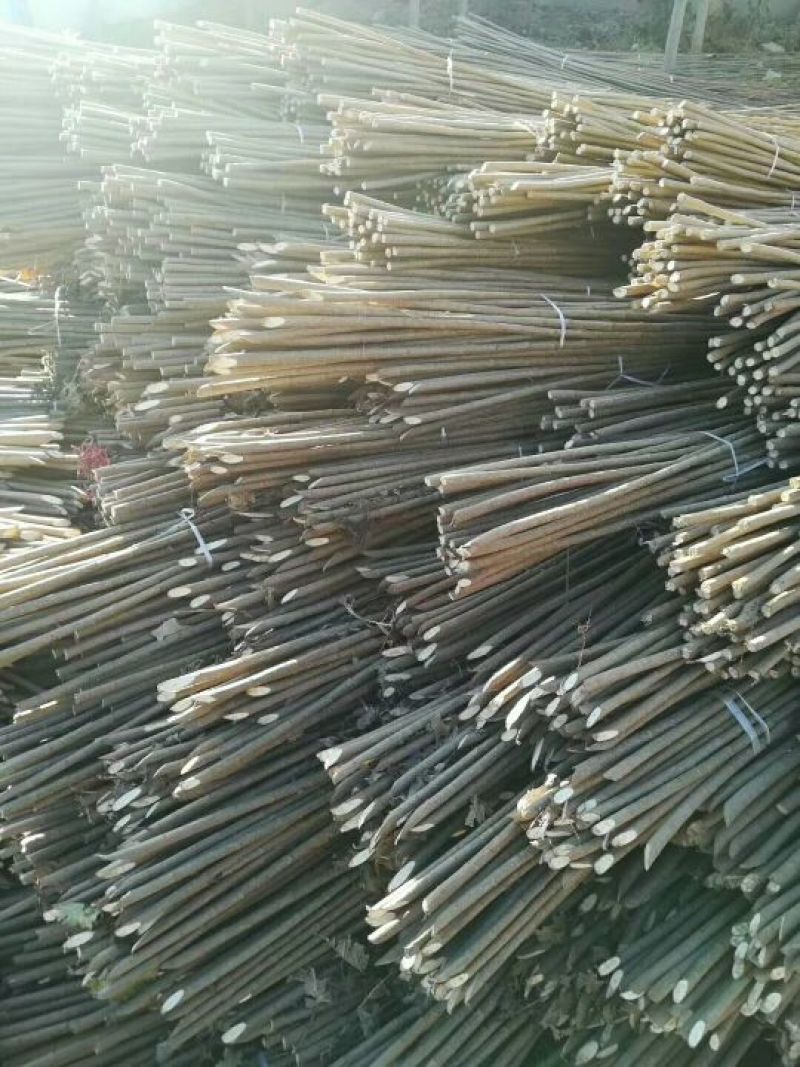107杨树苗大量供应规格齐全价格优惠