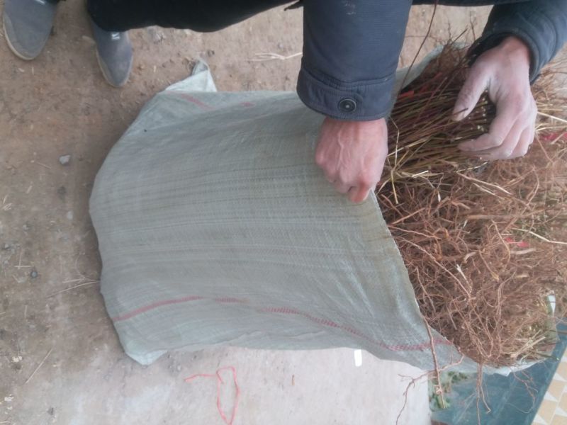 杏树苗小苗杏树大苗，品种齐全各种规格，河南货源