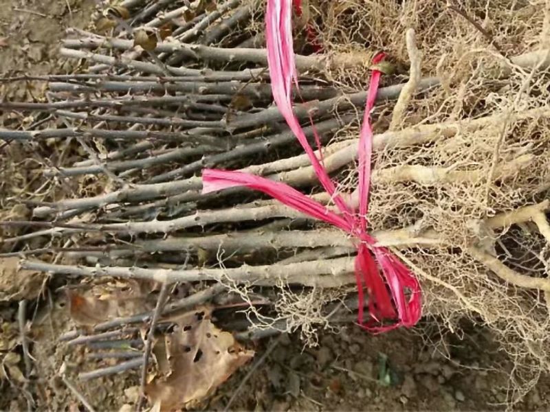 狮子头花椒苗两年挂果产量高量大从优河南货源