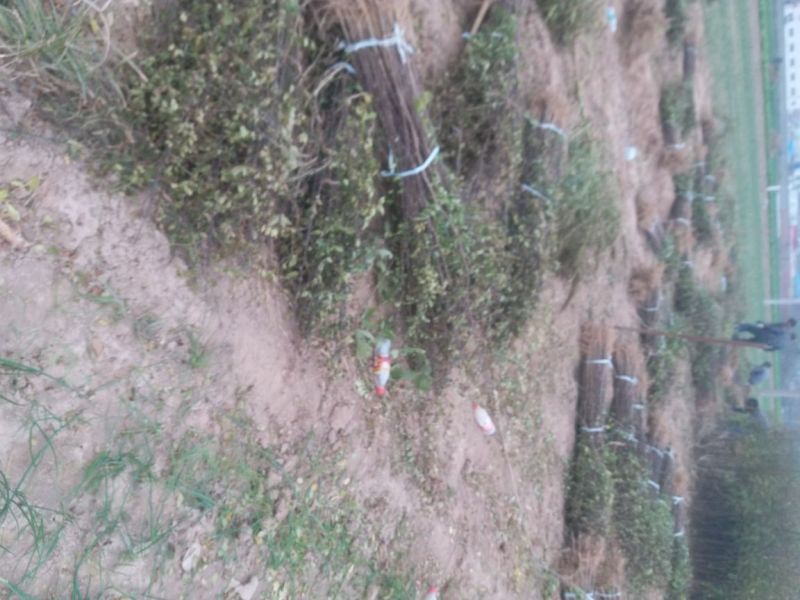 狮子头花椒苗两年挂果产量高量大从优河南货源