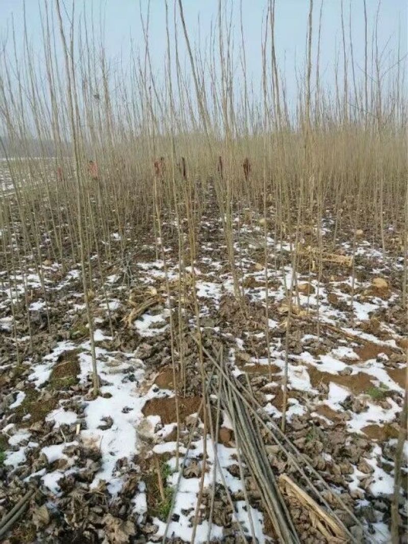中林46杨苗，小叶杨树苗量大从优，河南大型基地直供