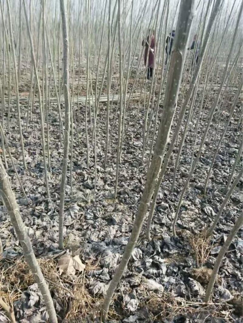 中林46杨苗，小叶杨树苗量大从优，河南大型基地直供