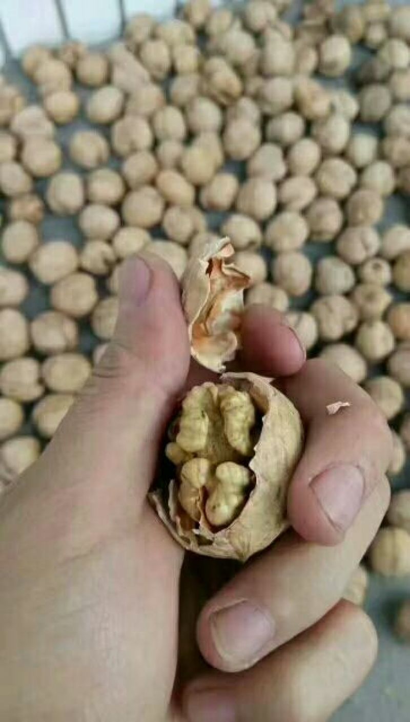 核桃25~30mm去皮干