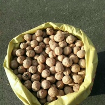 核桃25~30mm去皮干