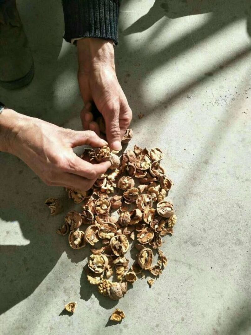 核桃25~30mm去皮干