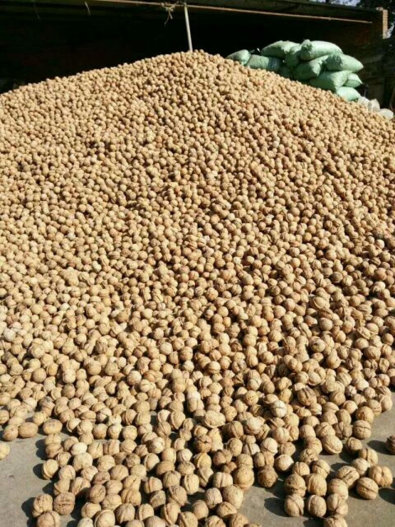 核桃25~30mm去皮干