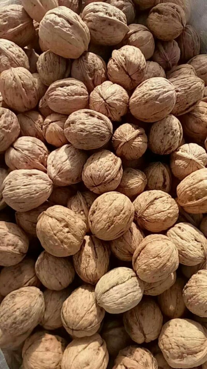 核桃25~30mm去皮干