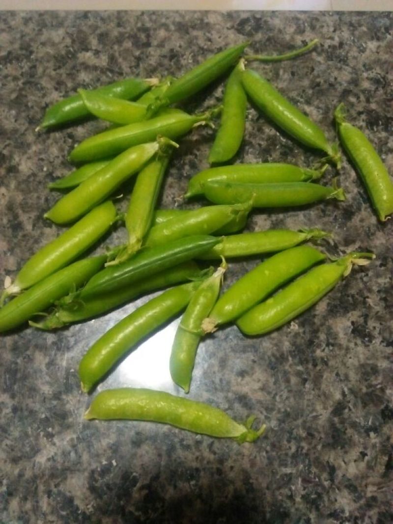 荷兰豆饱满大量上市需要的联系