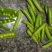 荷兰豆饱满大量上市需要的联系