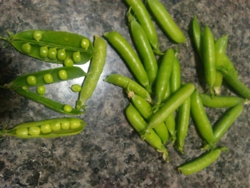 荷兰豆饱满大量上市需要的联系