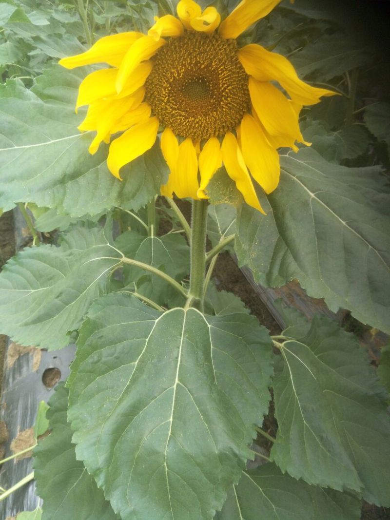 葵花种子