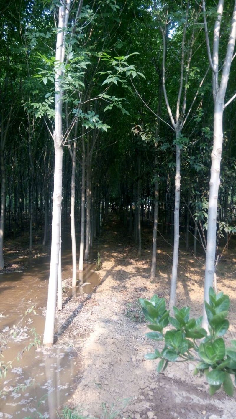 白蜡苗10cm以下分株