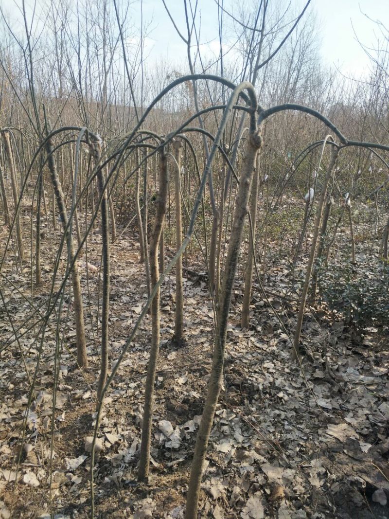 龙爪槐2-10公分自己家苗圃可视频看货选货包邮发货！