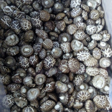 干香菇白花菇湖北随州干香菇，干货量大从优。花菇