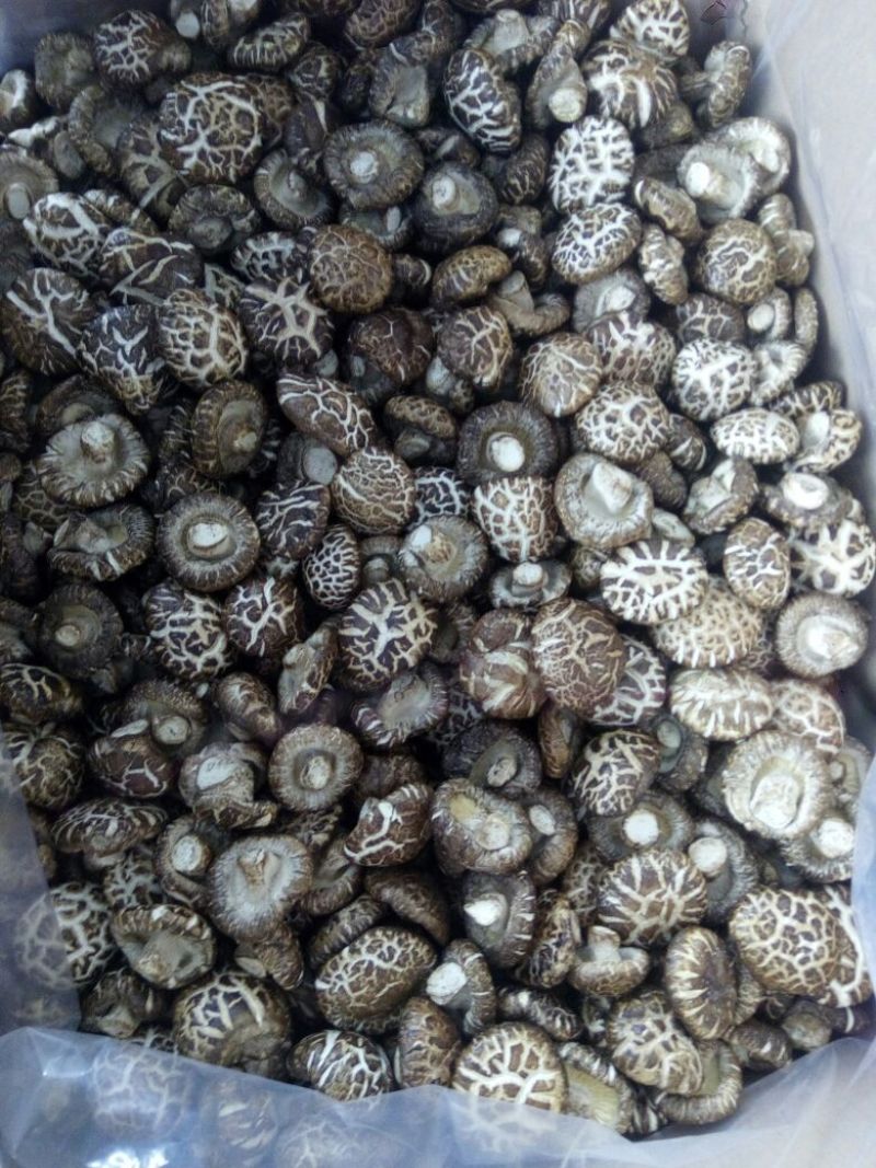 干香菇白花菇湖北随州干香菇，干货量大从优。花菇