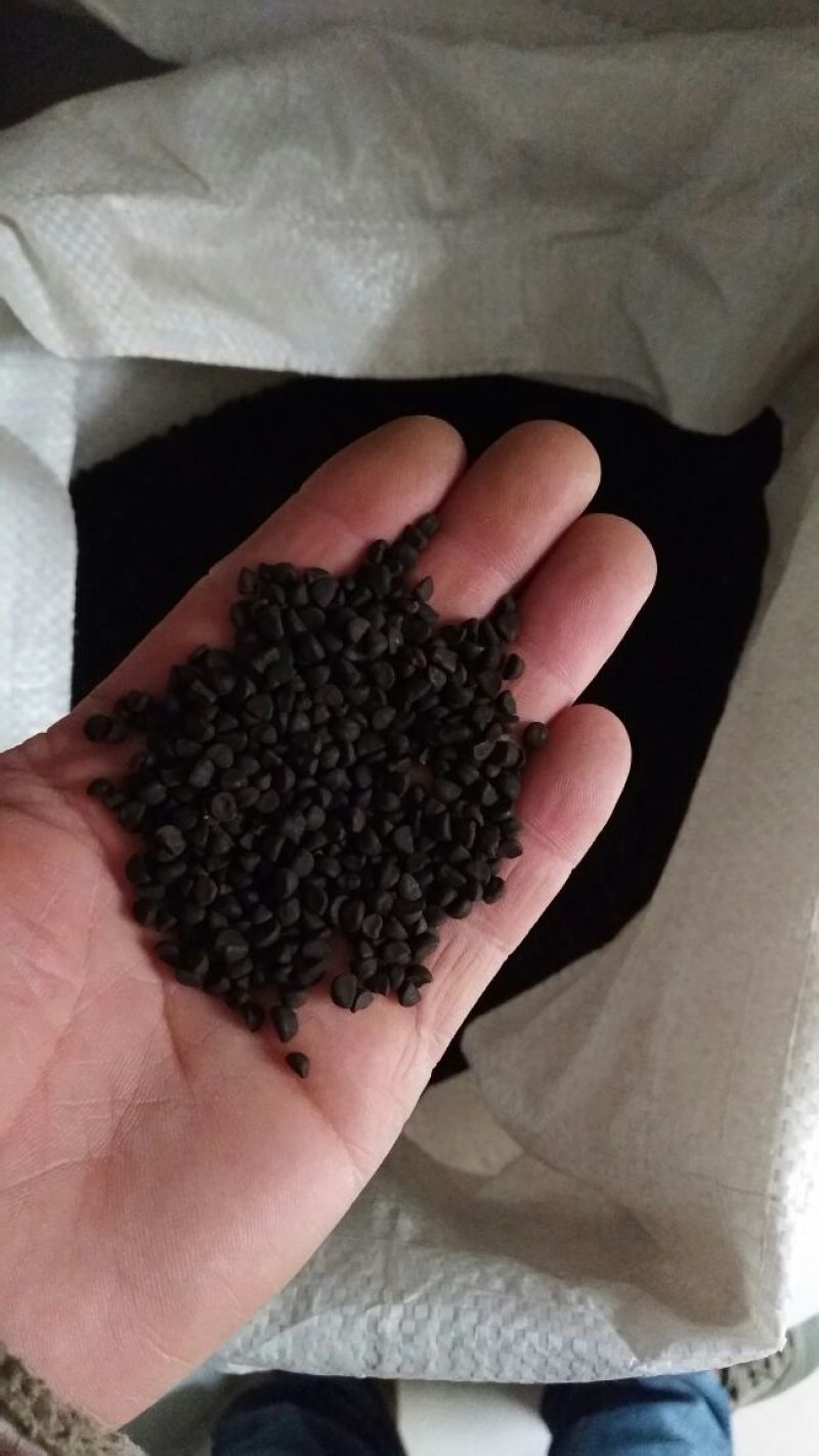 牵牛子