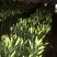 荷兰百合4以上