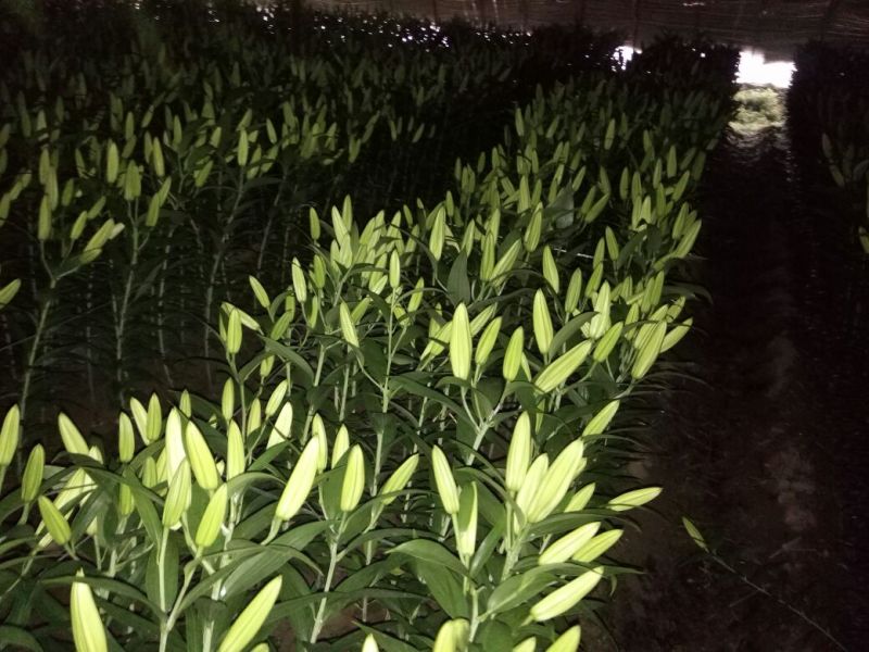 荷兰百合4以上