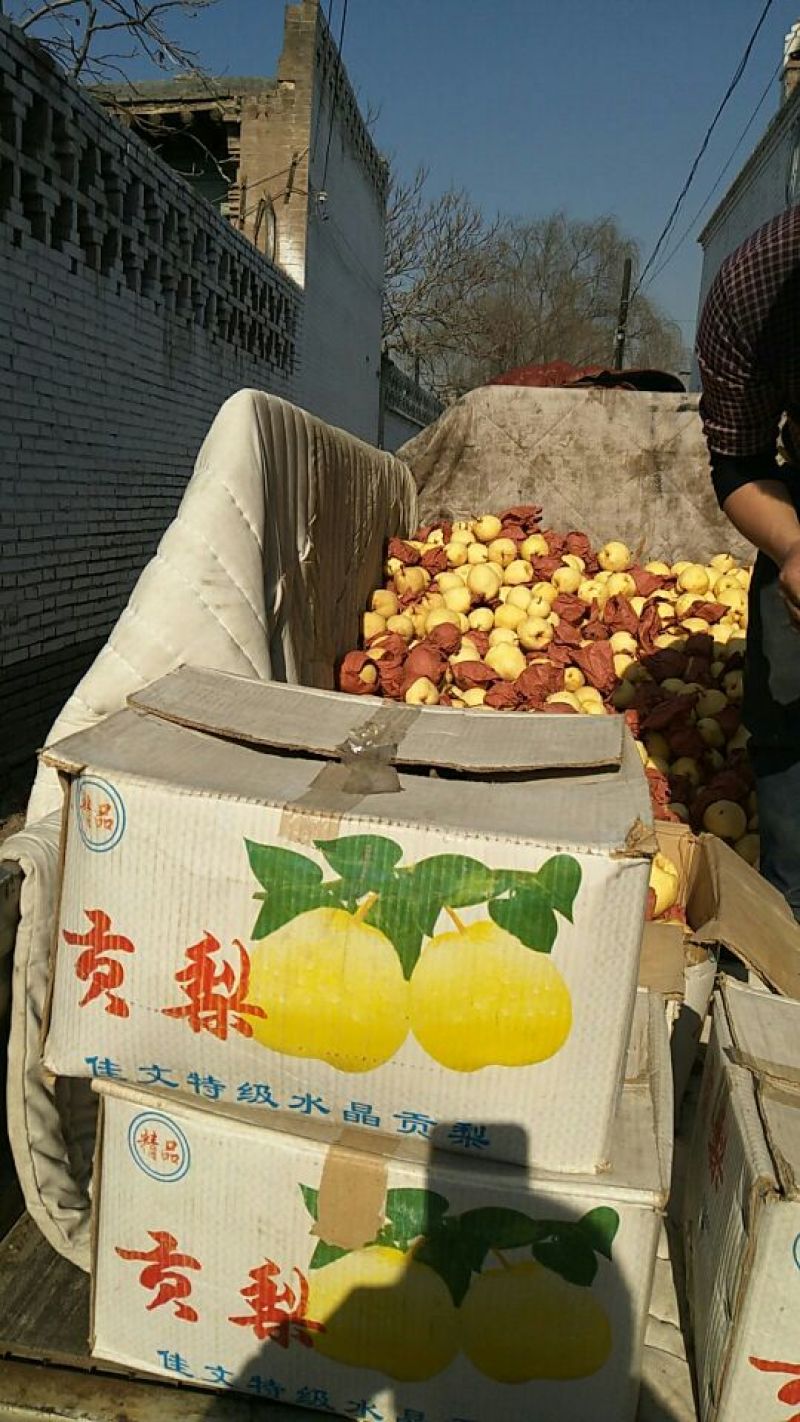 山西酥梨高次，通货大量有欢迎各大客商