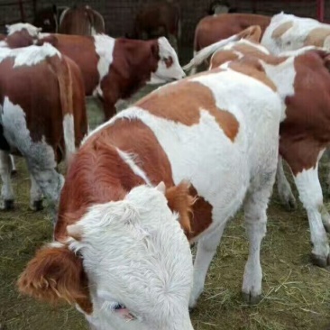 肉牛400~600斤
