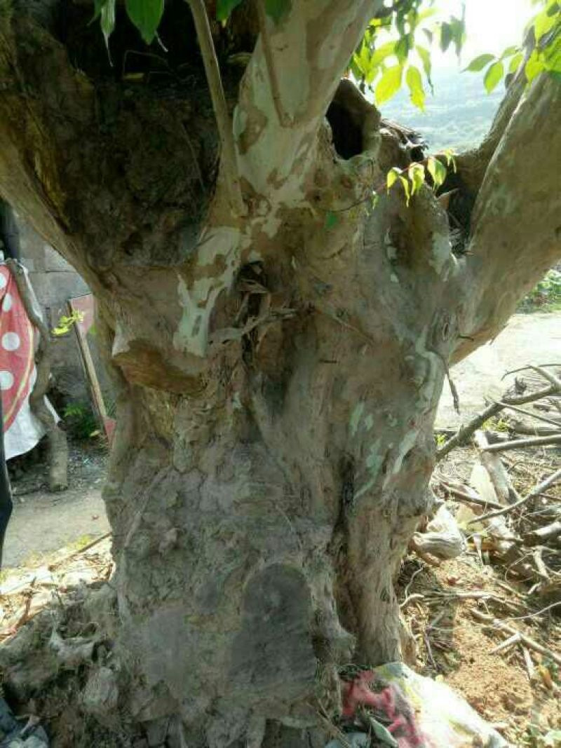 马灵光巨型马灵光观赏树桩。