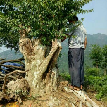 马灵光巨型马灵光观赏树桩。