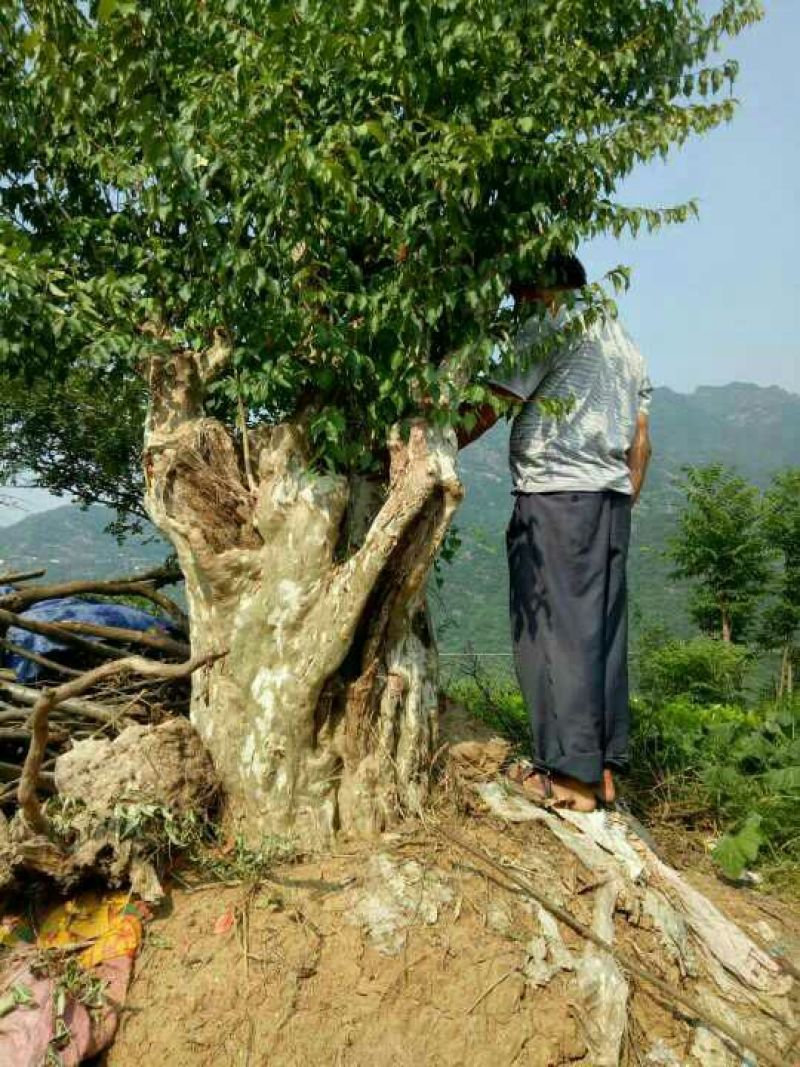 马灵光巨型马灵光观赏树桩。