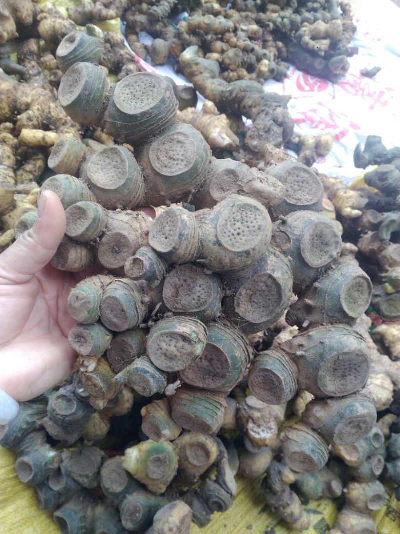 黄精中大货