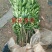 脆皮金桔苗30~50cm