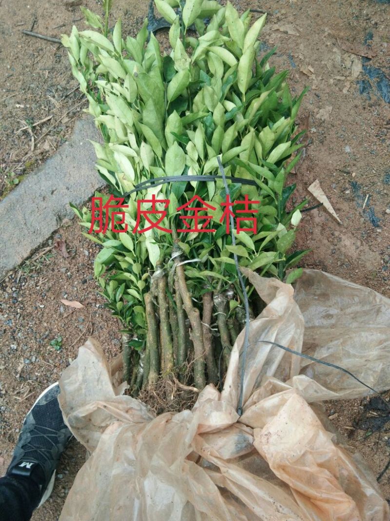 脆皮金桔苗30~50cm