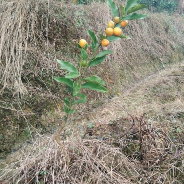 脆皮金桔苗30~50cm
