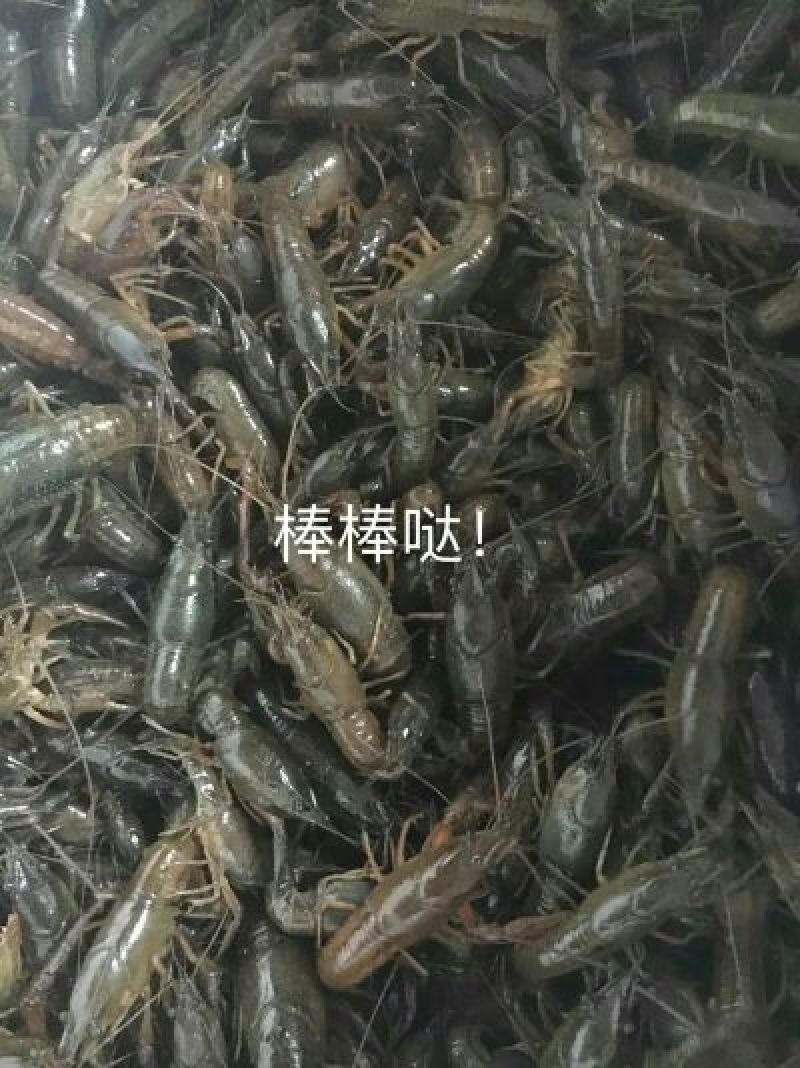 龙虾苗人工养殖大量销售中，冷藏车专业运输