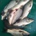 池鲤鱼1~2公斤食用
