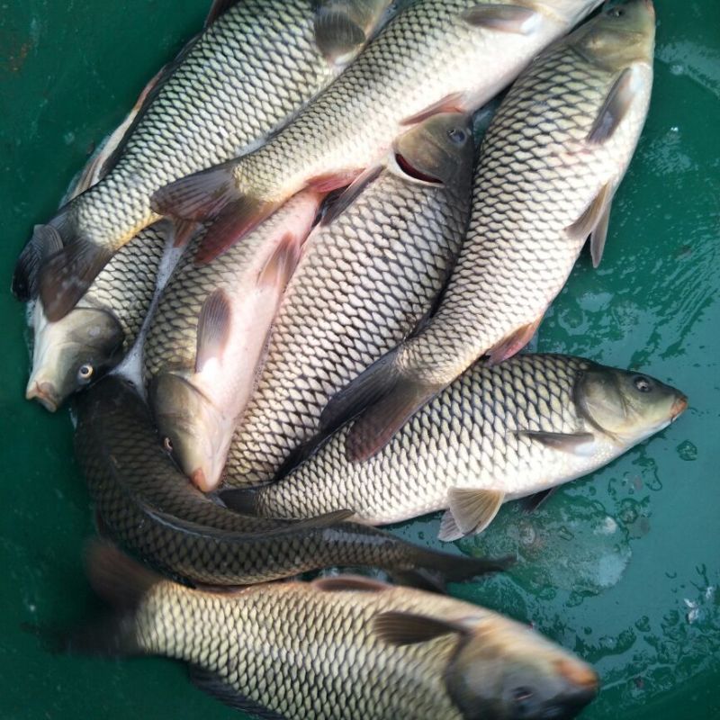池鲤鱼1~2公斤食用